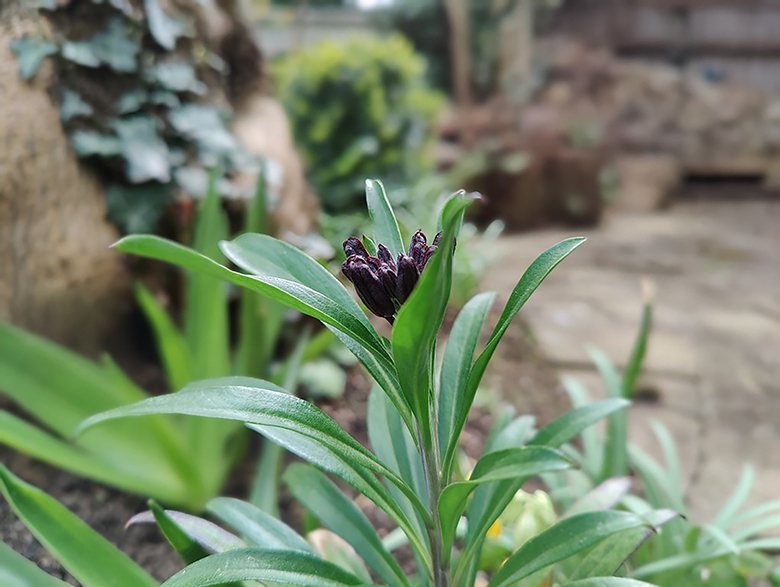 OnePlus 9 Pro chụp ảnh bokeh