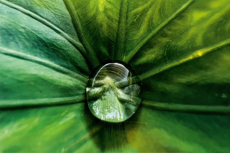 Chụp ảnh Macro bằng iPhone 15 Pro Max